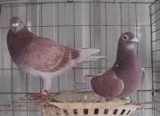 ����Ʒϵ�뱣�ֱ������