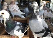 ������ ���𻻵�һ���Ѿ�