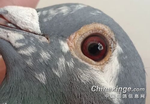 ƽԭ����ƹ󴨹��� �ø뵽�Ķ����ܷ�