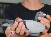���ۣ�������û�С�ȫ�ܸ롱��