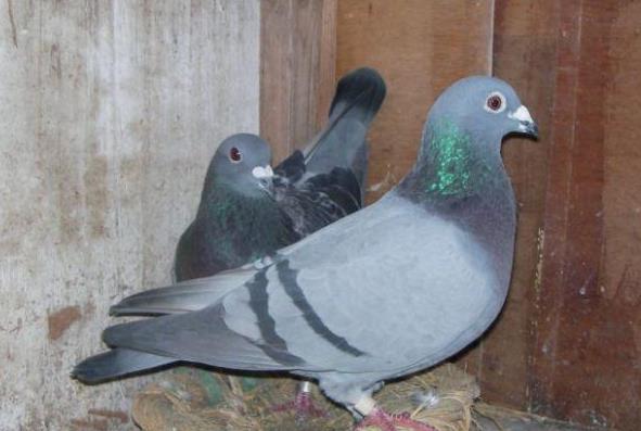 �ھ���ھ�û�ɼ����˲��У�