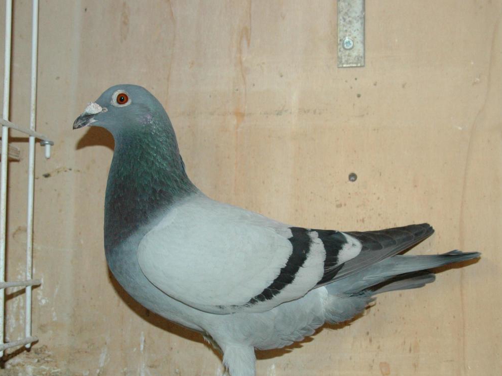 ���𸣰�ǧ������  ���Ұ����ɸ���ǰ��