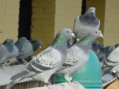 ������֯0����ָ���� �������