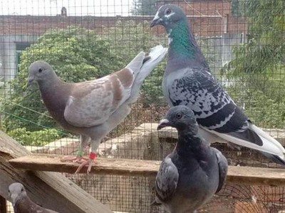 ��ϱ����������������