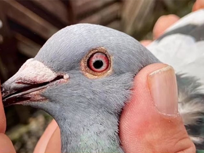 ��һ����ĸ���������ĵ¹��������ܹھ�