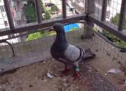 ǧ������ٹ� ����1600����69��