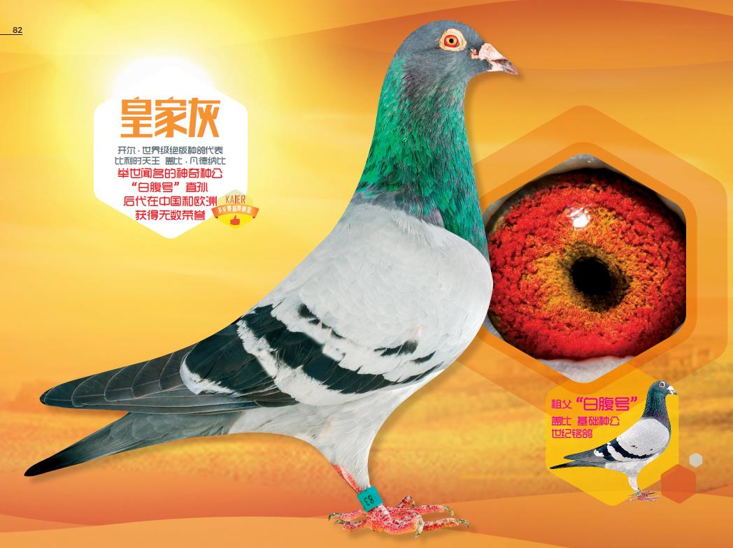 ���ܻ� ���� �׶�Ƥ ���иǱ�Ѫϵ�ĵ�������