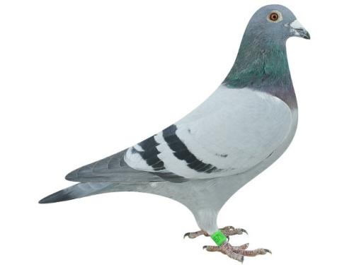 �ٹ��ɱ��������