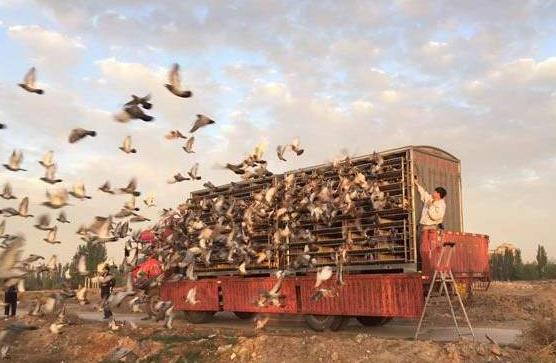 ��ٰ쳤����