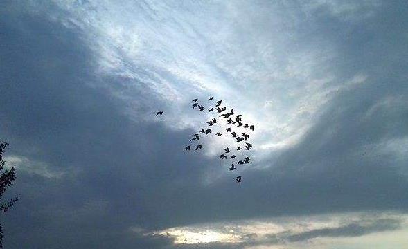 �ٶ���ֻ�ǲݸ������룿