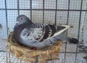 ��ϲ����û�ı�ķ�� ����رȻ��9��