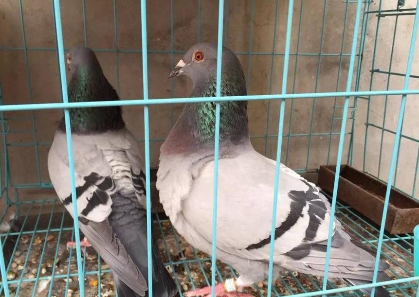 �ָ�5�����Ͼ���̭��