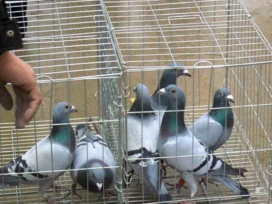 �Ƚɷ���̽��