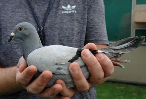 �Ǿ��٢�һ�˺�ɨ���Ǽ��� ����һ·����