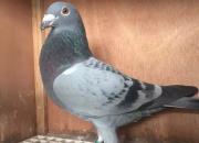 ���������ˡ� �� ��Ϊ�ϸ���