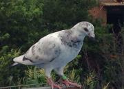 �����ӵİְ� �����ĸ���