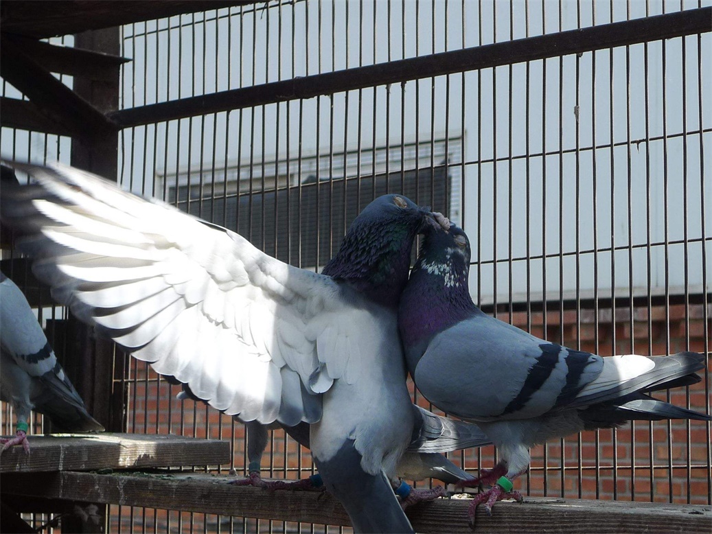 ����·���͸�VS������Ѫͳ��