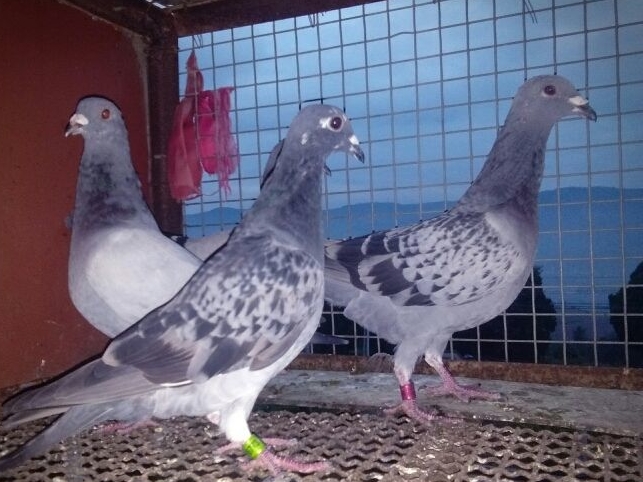 ��̫����ɫ������