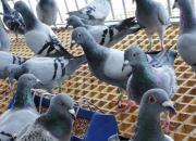 ��������ķ��գ�