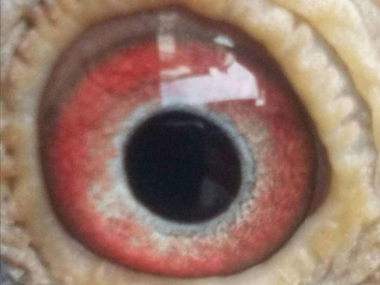 �ĸ������ʺ�����