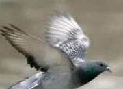 ������Ϊ�����ԭ��