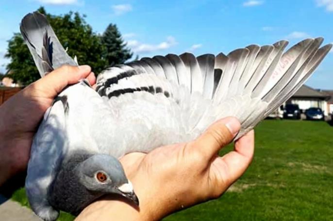 ����³III��80���Ͻ���˹�������׸�����