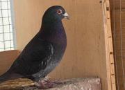 ����Զ�̸��� �����ָ��������