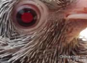 �����۳ɳ��ǣ�����һ���ʯ��