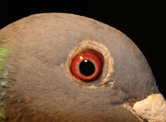 Լɪ��.��������������־�о�