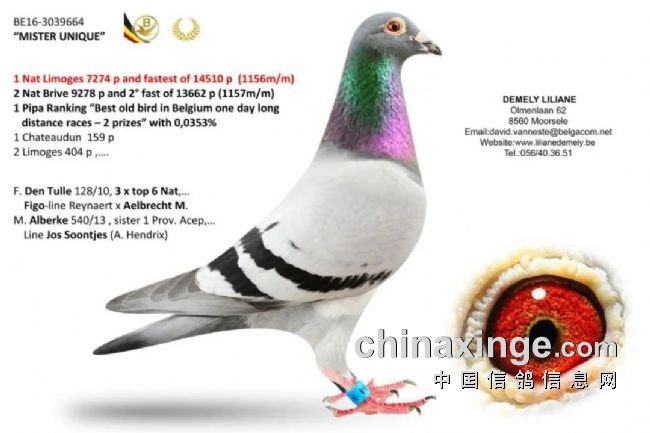 ���ܰ�����ĳ����뵱�չ�ھ�������������