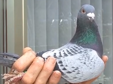 ��������롰�°���ƥ�˺š�