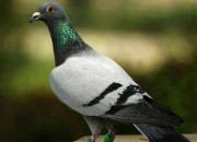 ��������Ӯ���� ѡ�����ֵĳɹ�����