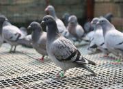 רע�ڵ��� �����ߵø�Զ