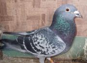 ��Ϸ������������ ��������ھ�ͬ��