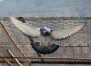 ֱ�ӷ���ٹ��� ���쾹�鳲