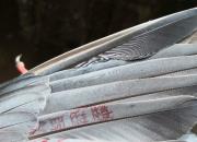 ��������С����ǧ ���˸��ر�66��