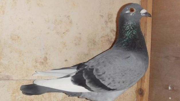 �ķι��������뾺���ԭ����