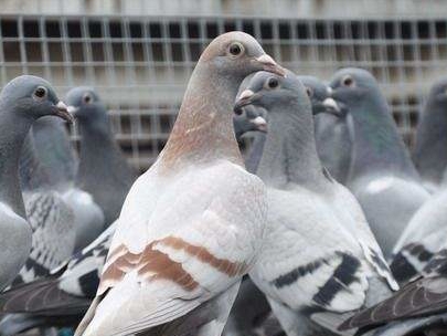 �͹���Խ����Խ�ã�