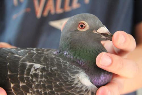 �������VS�������