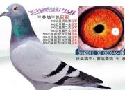 �л���̸���ÿ��ɹ�ƭ�Ĺ�����������