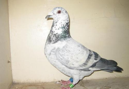 ��ɫ������������壿