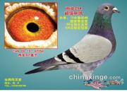 �����������⾪ϲ�Ĺ������ھ�����