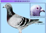 ����ղɭ���뵵���������˹ֱŮ