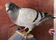 �������룺�����������ߵ��ǻ�