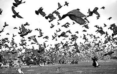 û�й�ز��ɷ�Բ