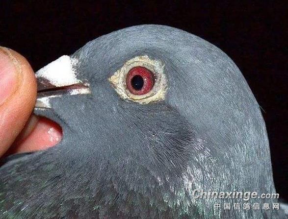 ���ֿ�������