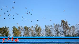 �칫���������� ������ʦ�糱��