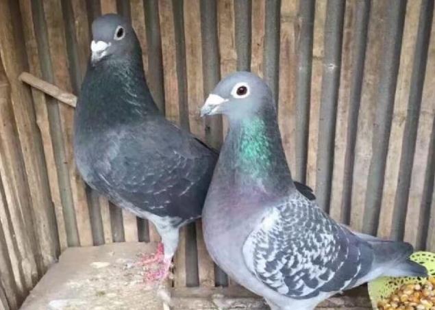 ���ָ뿪��