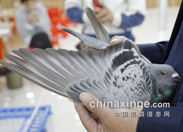 �����θ��� ���������� ��ʯ�ڶ���̫���ˣ�