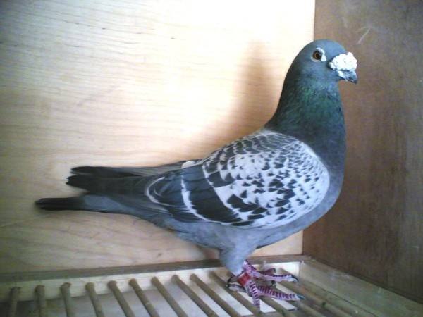 500������չ���ָ���Ҫ��